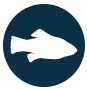 Goldspotted Killfish icon. Goldspotted killfish are one of the important species that makes up the epifauna community in Biscayne Bay.